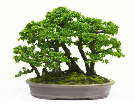Bonsai pine tree against a white wall