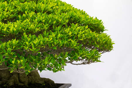 Bonsai pine tree against a white wall