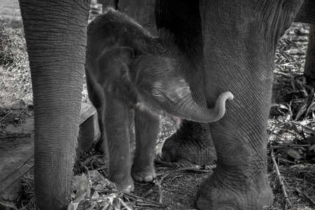 Baby elephants are playing near the mother.の写真素材