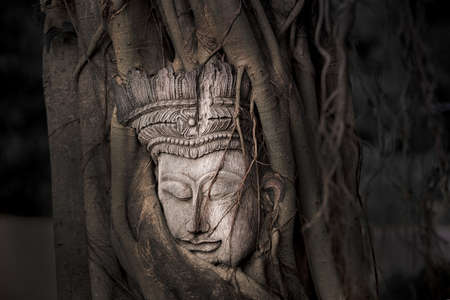 Head of Buddha in the tree root