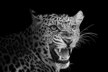 Leopard threatens roaring isolated on black background.の写真素材