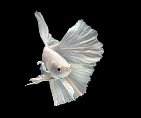 white Fighting fish isolated on a black background.の写真素材