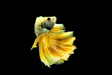 Golden half-moon fighting fish on black background.の写真素材