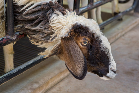 Goats and sheep on the farm