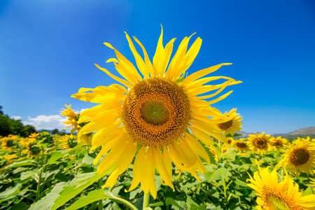 Beautiful sunflowers in Thailand.の写真素材