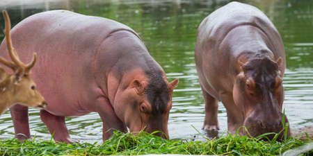 A walking hippopotamus eats in the zoo.