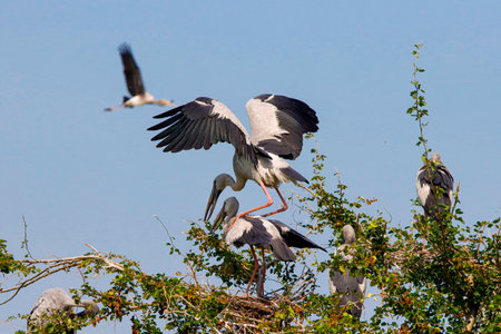 Painted Stork on a tree in the zooの写真素材