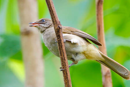 Pycnonotus blanfordi perched on a branch in the garden;