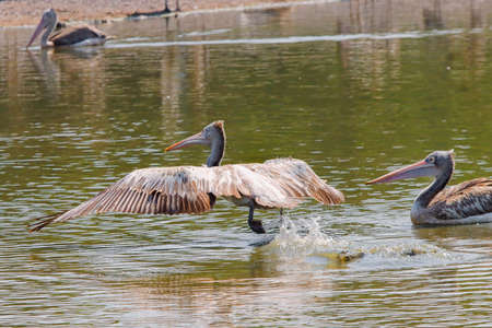 A pelican is looking for fish for food.の写真素材
