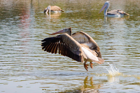 A pelican is looking for fish for food.の写真素材