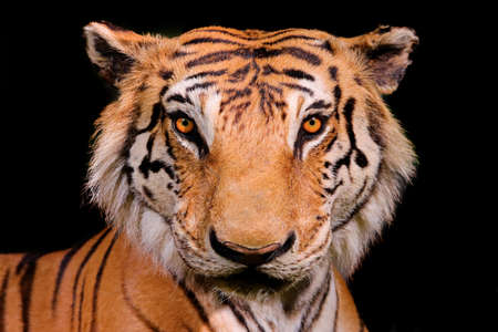 close-up of bengal tiger face on black background