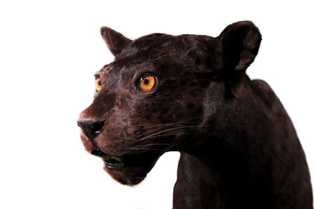 close-up of panther face on black backgroundの写真素材