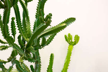 big green cactus on a white backgroundの写真素材