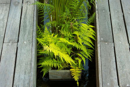 leaves of ornamental plants in the gardenの写真素材