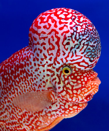 Beautiful colored Flowerhorn Cichlid cichlid with a big red head with a blue background.の写真素材