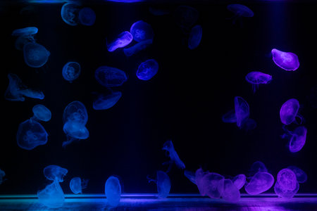 Jellyfish on display in the marine museum's lighted tank.の写真素材