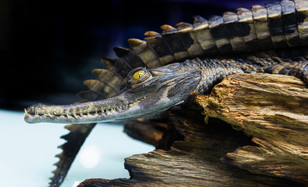 Freshwater crocodiles from a farm are displayed in a pond.
