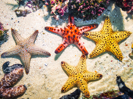 Multicolored sea starsの写真素材