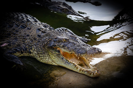 Many crocodiles are raised on farms.