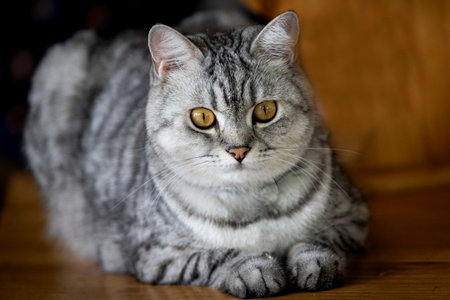 Beautiful gray and white striped cat in the roomの写真素材