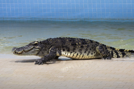 Crocodiles are showing off their bodies at a zoo farm.の写真素材