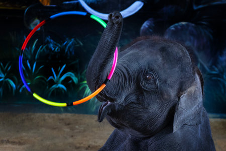 Baby elephant shows off his talent playing hula hoop in the zooの写真素材