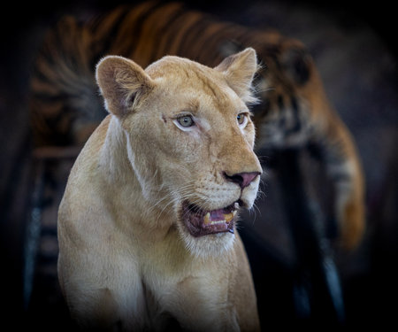 Close-up of a lioness on display at a zoo.の写真素材