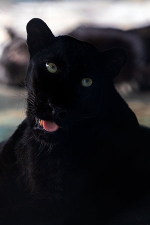 A black leopard is kept on display in a zoo.の写真素材