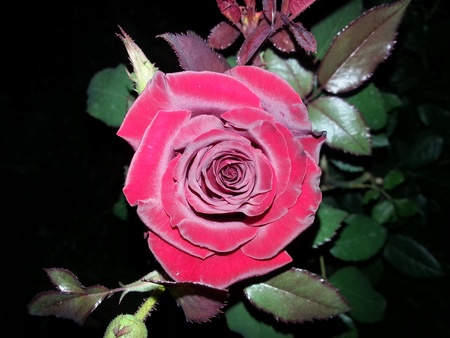 Not repeatable beautiful red rose late at nightの写真素材