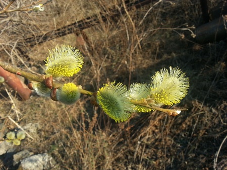 Incredibly beautiful willow branch against the background of dry grassの写真素材