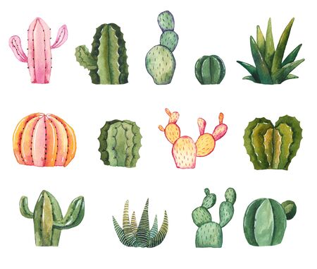Watercolor hand-drawn illustration with cactus and succulents Watercolor houseplants on white backgroundの写真素材