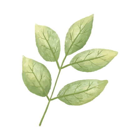 hand painted illustration with branch, leave. herbal illustrationのイラスト素材
