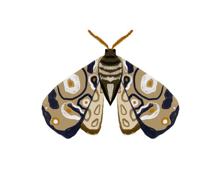 hand painted illustration with bright butterfly. Insect clipart. decorative wings. summer and spring illustrationのイラスト素材