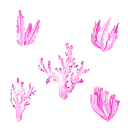 Pink seaweed, algae, reef hand drawn illustration on isolated background