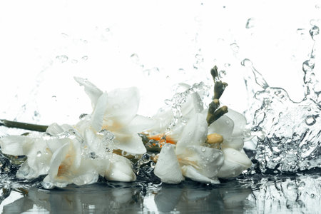 Color photo with white magnolia flowers and splashes, drops of water on a white isolated backgroundの写真素材