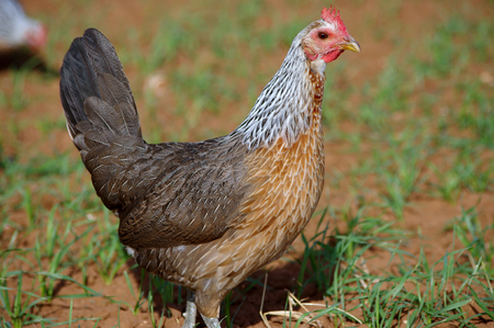 Beautiful Prue Bred Golden Duckwing American Game Henの写真素材