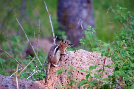 Chipmunk perched on a rock in the forest in Coloradoの写真素材