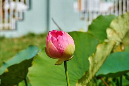 Pink lotus flowers on side of road in Georgetown, Guyanaの写真素材