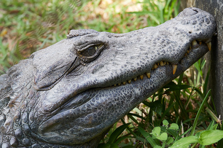 Close up of Head of a huge Black Caiman Alligator. Guyanaの写真素材