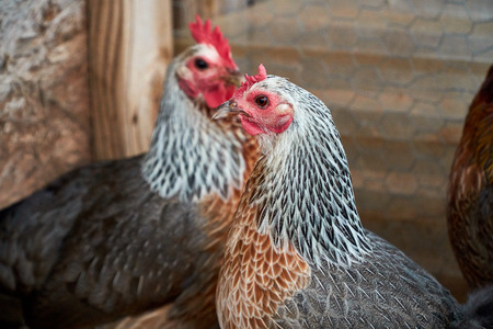 Two beautiful Golden Duckwing rooster hens. Macro shots of chicken profile.の写真素材