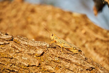Macro close up of a Differential Grasshopper on mesquite tree in Texasの写真素材