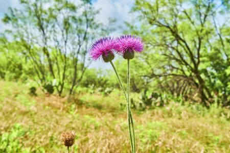 Pair of solitary Silybum marianum (Milk Thistle) , Medical plants.の写真素材