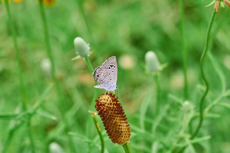 Eastern-tailed Blue butterfly resting on a Mexican Hat, Upright Prairie Coneflower