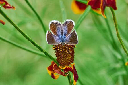 Eastern-tailed Blue butterfly resting on a Mexican Hat, Upright Prairie Coneflower