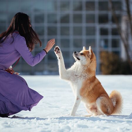 Dog high fiveの写真素材
