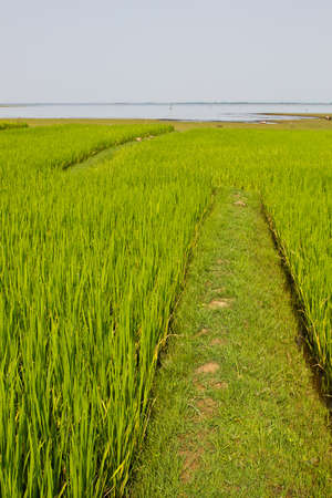 Rice fieldの写真素材