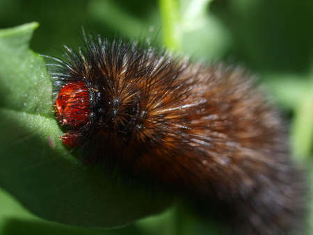 Caterpillar