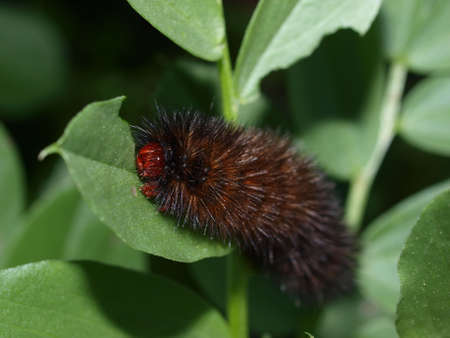 Caterpillar