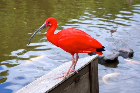 red heron in Botanical garden, Kansai,Japanの写真素材