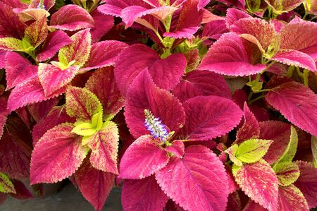 Mixed Hermit  Tree (hermit leaves)の写真素材